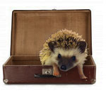 hedgehog_suitcase